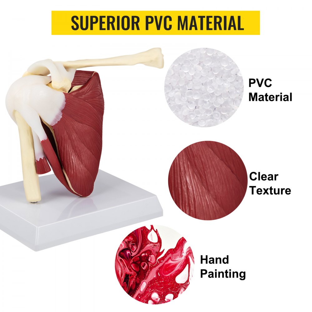 VEVOR Muscled Shoulder Joint Model PVC Shoulder Model with Ligaments Life Size Shoulder Anatomy w/Base Clavicle Bone Model Shows Complete Shoulder Musculature from Rotator Cuff to Subscapular Muscles
