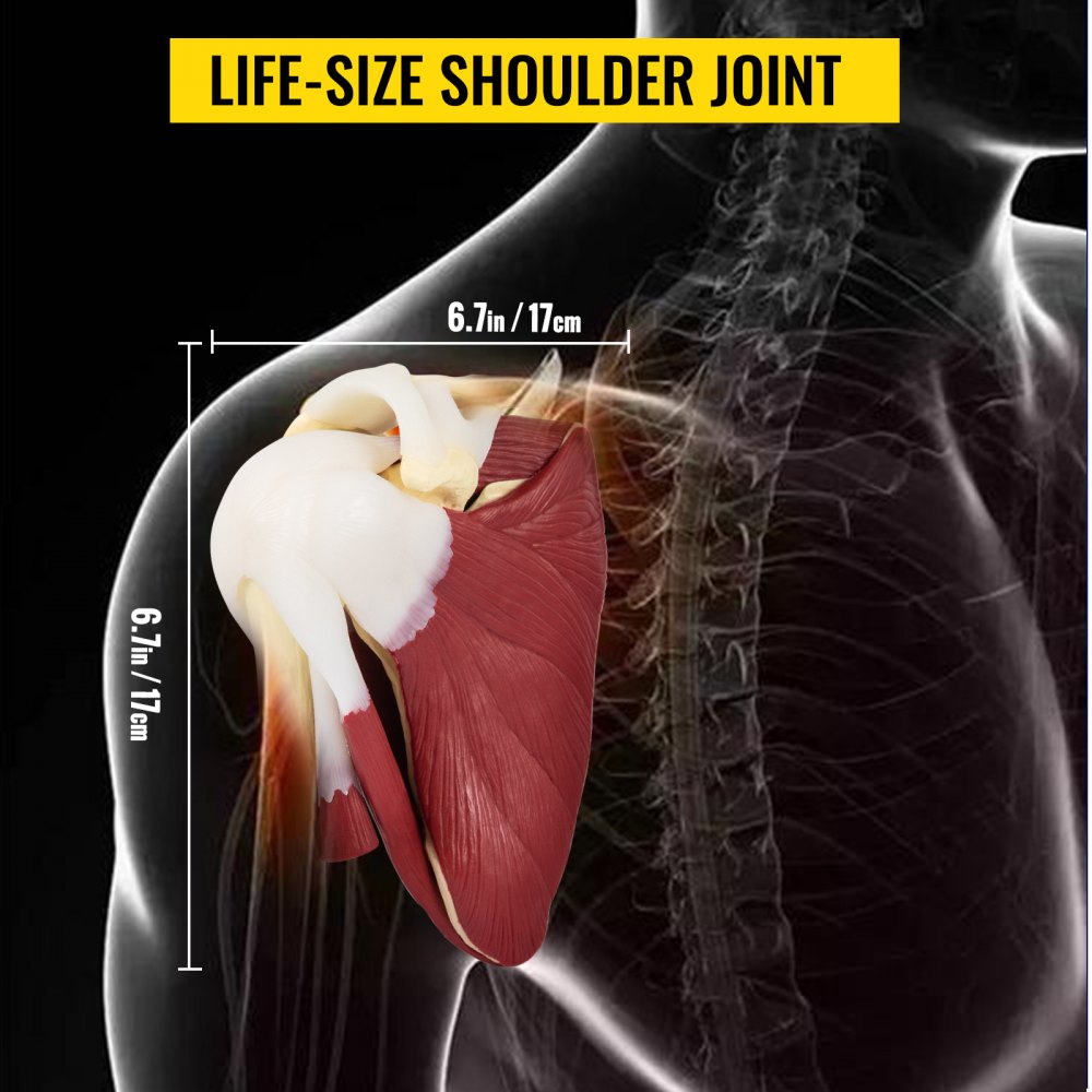 VEVOR Muscled Shoulder Joint Model PVC Shoulder Model with Ligaments Life Size Shoulder Anatomy w/Base Clavicle Bone Model Shows Complete Shoulder Musculature from Rotator Cuff to Subscapular Muscles