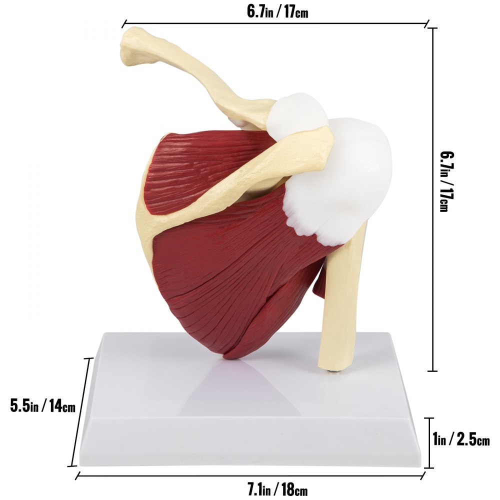 VEVOR Muscled Shoulder Joint Model PVC Shoulder Model with Ligaments Life Size Shoulder Anatomy w/Base Clavicle Bone Model Shows Complete Shoulder Musculature from Rotator Cuff to Subscapular Muscles
