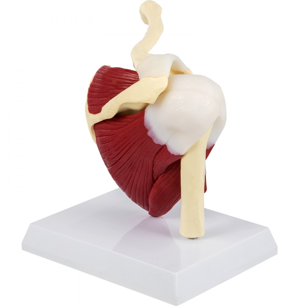 VEVOR Muscled Shoulder Joint Model PVC Shoulder Model with Ligaments Life Size Shoulder Anatomy w/Base Clavicle Bone Model Shows Complete Shoulder Musculature from Rotator Cuff to Subscapular Muscles