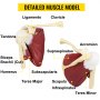 VEVOR Muscled Shoulder Joint Model Shoulder Model with Ligaments PVC with Base