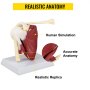 VEVOR Muscled Shoulder Joint Model Shoulder Model with Ligaments PVC with Base