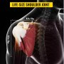 VEVOR Life Size Muscled Shoulder Joint Model Shoulder Model with Ligaments
