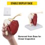 VEVOR Muscled Shoulder Joint Model PVC Shoulder Model with Ligaments Life Size Shoulder Anatomy w/Base Clavicle Bone Model Shows Complete Shoulder Musculature from Rotator Cuff to Subscapular Muscles
