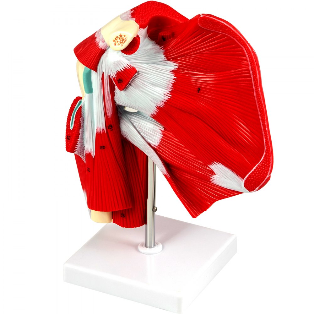 VEVOR Muscled Shoulder Joint Model Shoulder Model with Ligaments PVC with Base