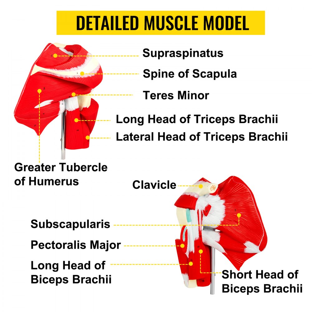 VEVOR Muscled Shoulder Joint Model Shoulder Model with Ligaments PVC with Base