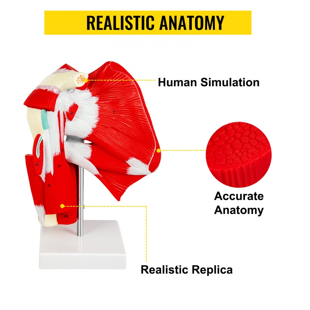 VEVOR Muscled Shoulder Joint Model Shoulder Model with Ligaments PVC with Base