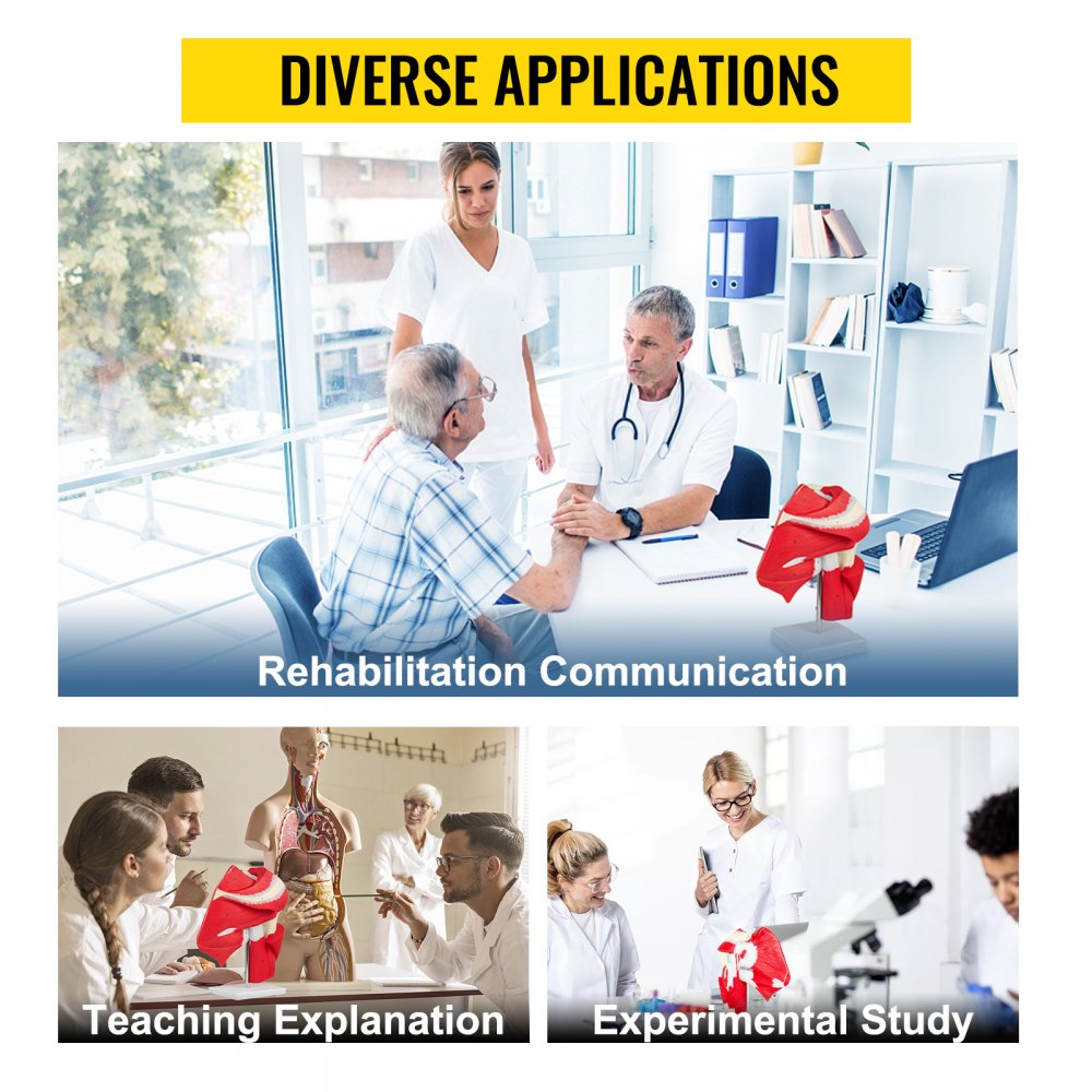 VEVOR Muscled Shoulder Joint Model Shoulder Model with Ligaments PVC with Base