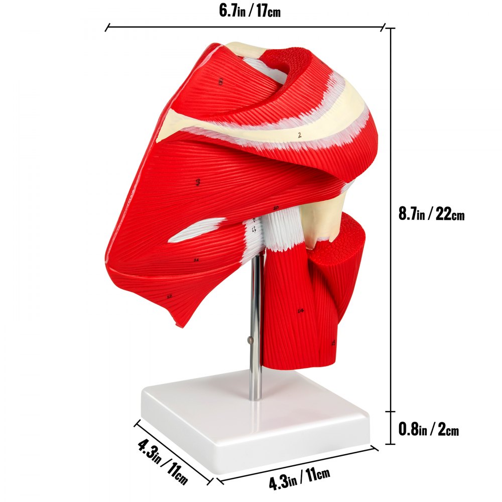 VEVOR Muscled Shoulder Joint Model Shoulder Model with Ligaments PVC with Base
