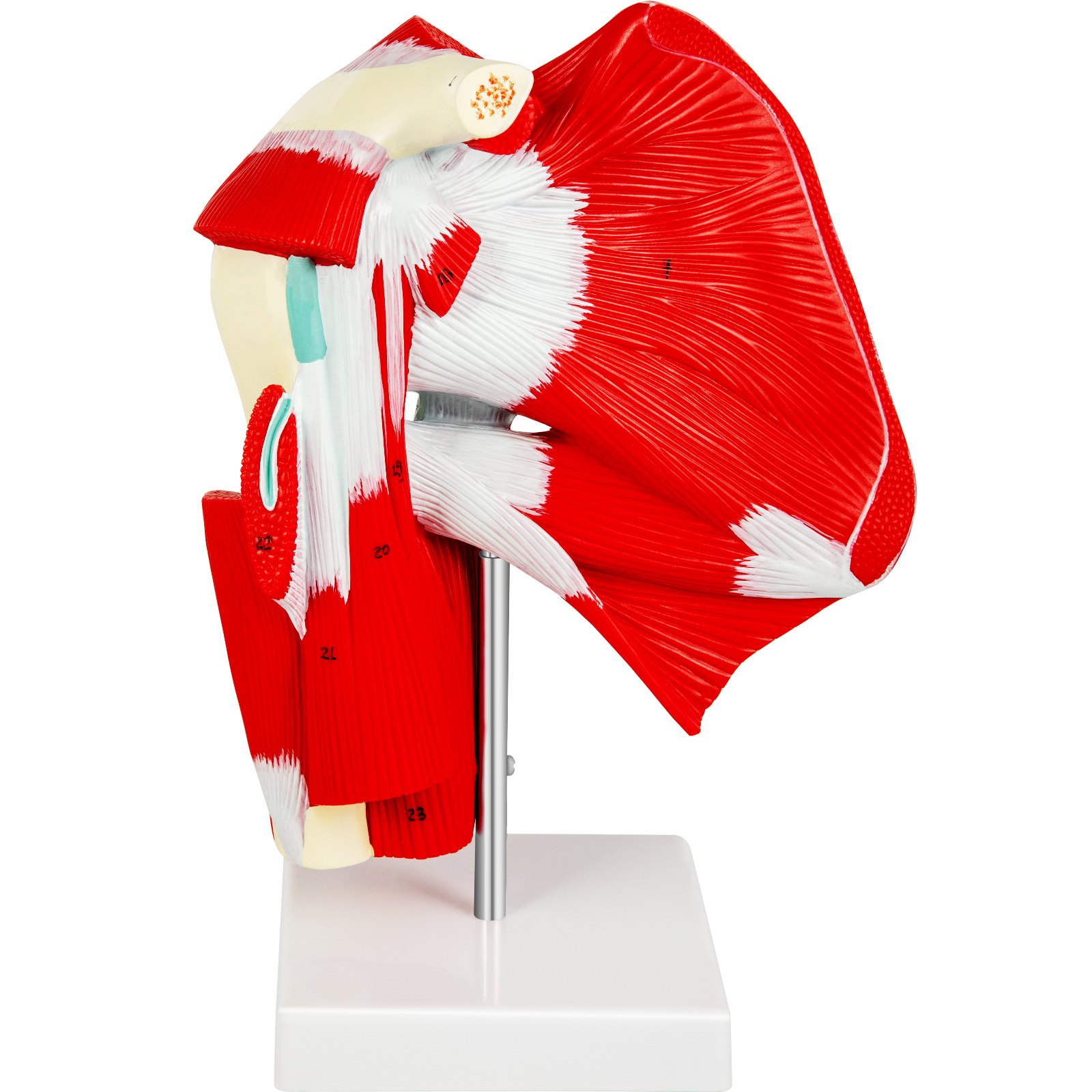 VEVOR Muscled Shoulder Joint Model Shoulder Model with Ligaments PVC with Base