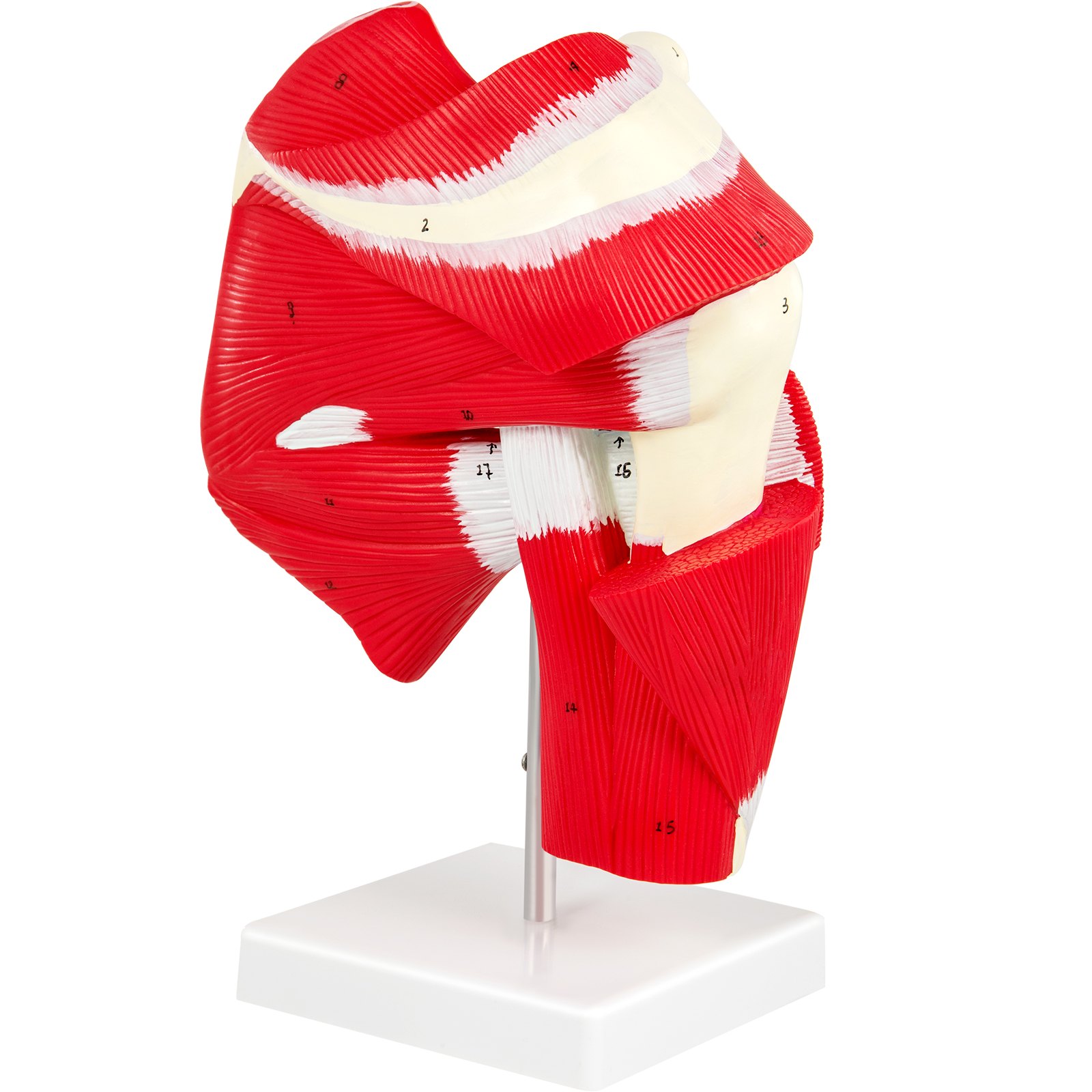 VEVOR Muscled Shoulder Joint Model Shoulder Model with Ligaments PVC with Base