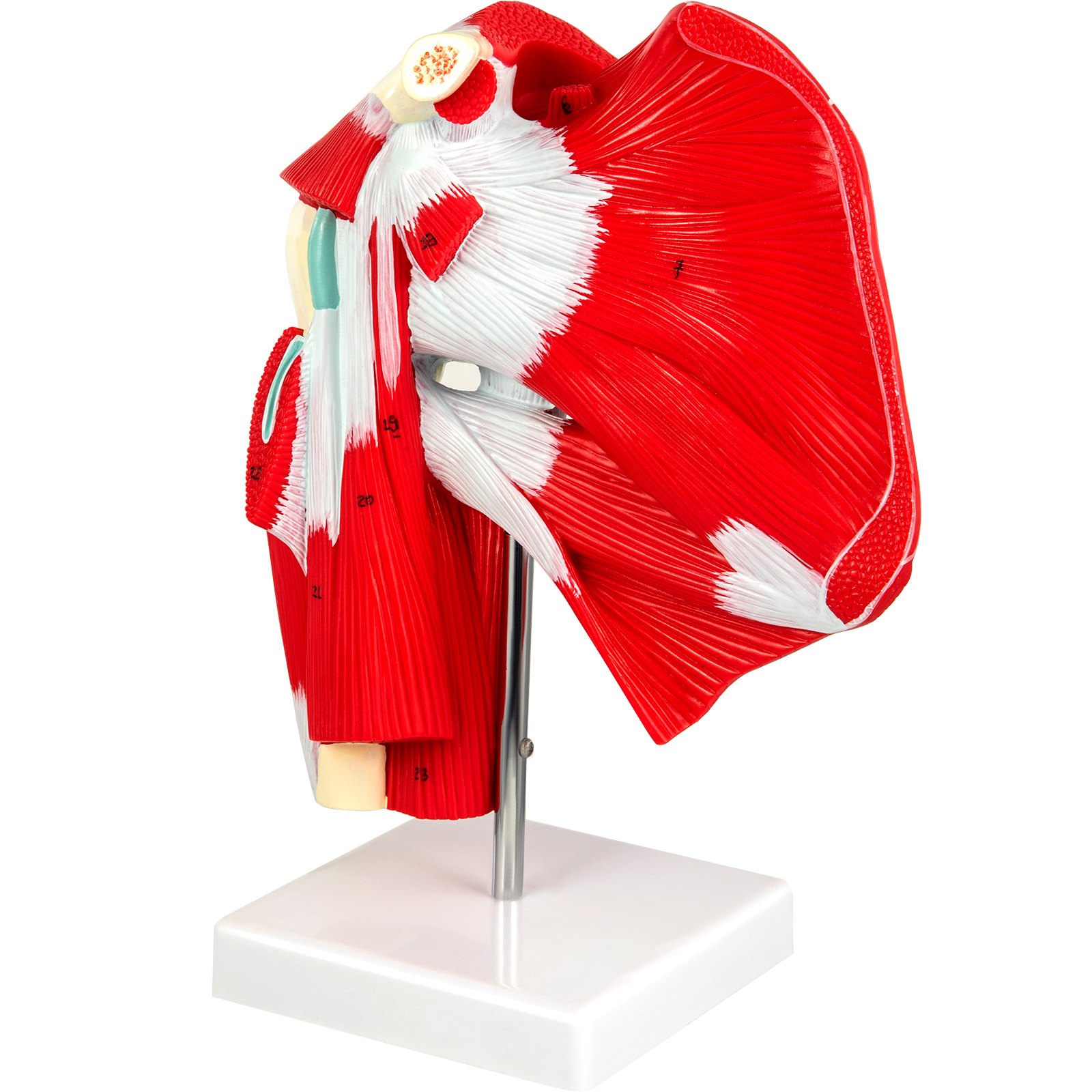 VEVOR Muscled Shoulder Joint Model Shoulder Model with Ligaments PVC with Base