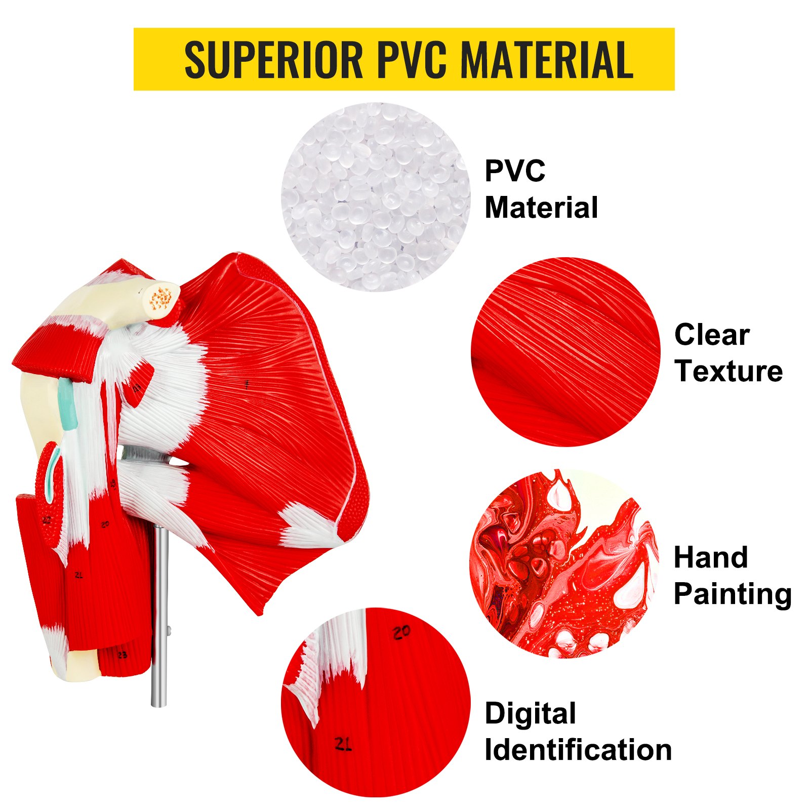 VEVOR Muscled Shoulder Joint Model Shoulder Model with Ligaments PVC with Base