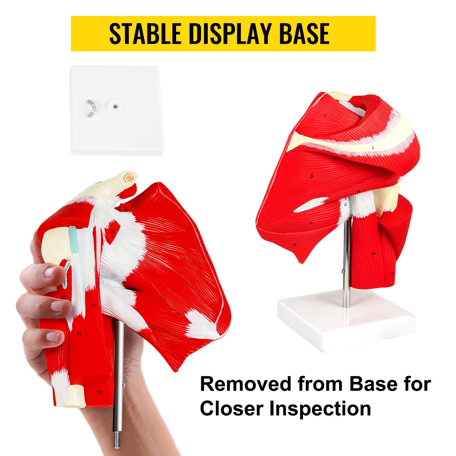 VEVOR Muscled Shoulder Joint Model Shoulder Model with Ligaments PVC with Base