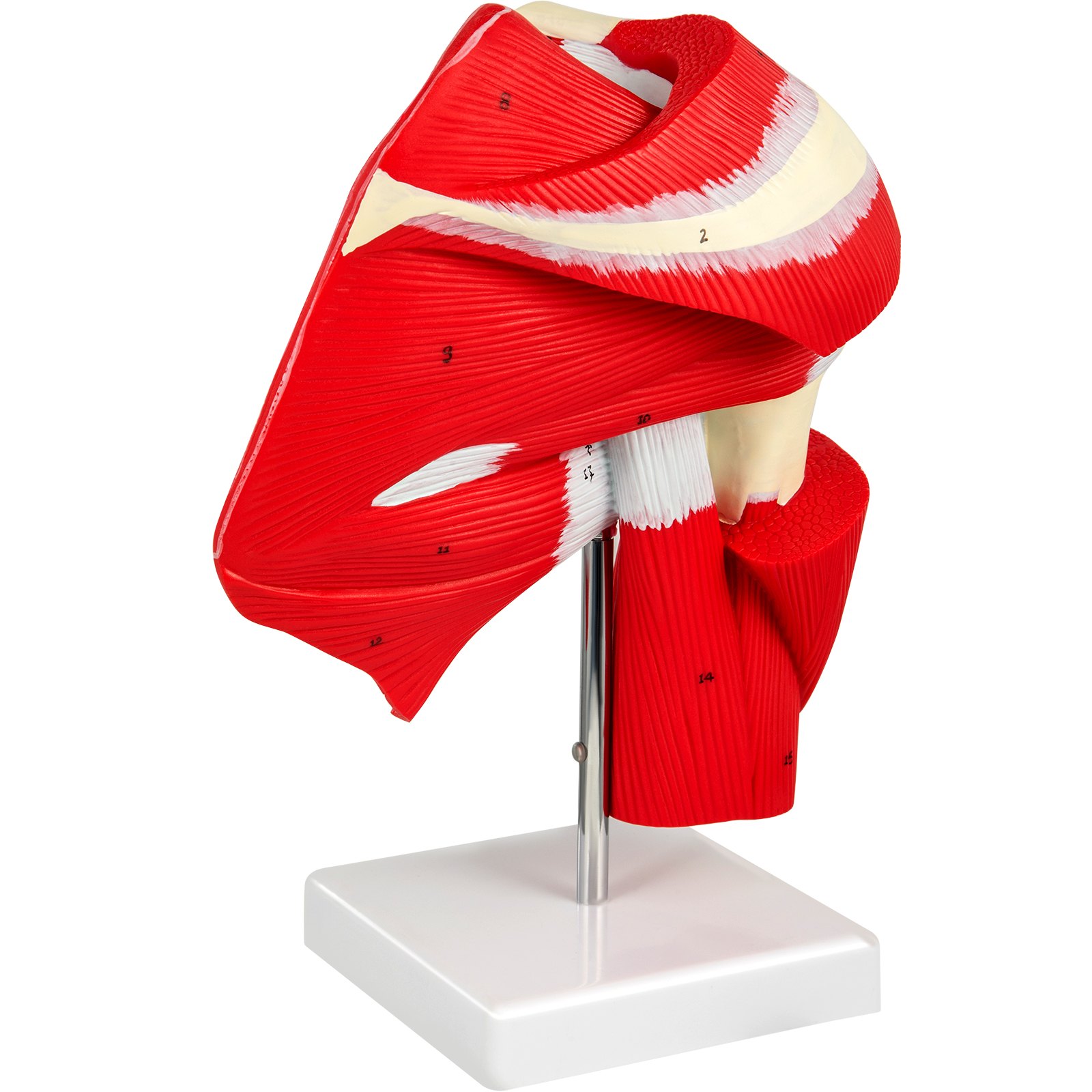VEVOR Muscled Shoulder Joint Model Shoulder Model with Ligaments PVC with Base