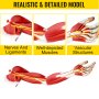 Vevor Arm Muscle Modelmuscular Arm Anatomy Model 7 Parts Medical Teaching Model