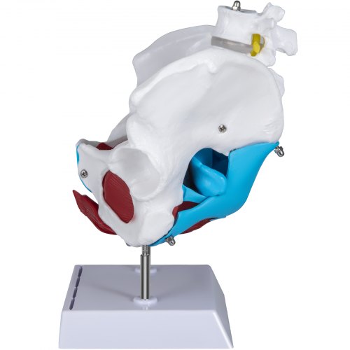 VEVOR Pelvic Floor Model, Scientific Anatomy Model, Colored Female Pelvis with 4 Removable Parts, Pelvic Floor Muscles and Reproductive Organs, Pelvic Model Female with Muscles, Life Size Pelvis Model
