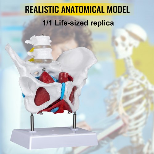 VEVOR Pelvic Floor Model, Scientific Anatomy Model, Colored Female Pelvis with 4 Removable Parts, Pelvic Floor Muscles and Reproductive Organs, Pelvic Model Female with Muscles, Life Size Pelvis Model