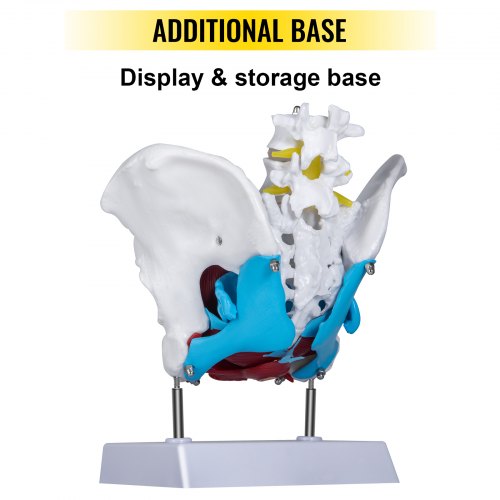VEVOR Pelvic Floor Model, Scientific Anatomy Model, Colored Female Pelvis with 4 Removable Parts, Pelvic Floor Muscles and Reproductive Organs, Pelvic Model Female with Muscles, Life Size Pelvis Model