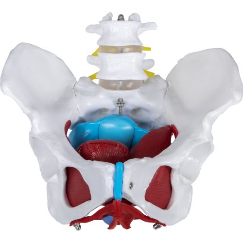VEVOR Pelvic Floor Model, Scientific Anatomy Model, Colored Female Pelvis with 4 Removable Parts, Pelvic Floor Muscles and Reproductive Organs, Pelvic Model Female with Muscles, Life Size Pelvis Model