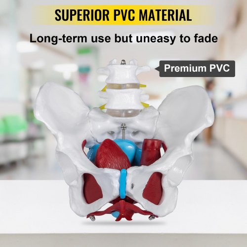 VEVOR Pelvic Floor Model, Scientific Anatomy Model, Colored Female Pelvis with 4 Removable Parts, Pelvic Floor Muscles and Reproductive Organs, Pelvic Model Female with Muscles, Life Size Pelvis Model