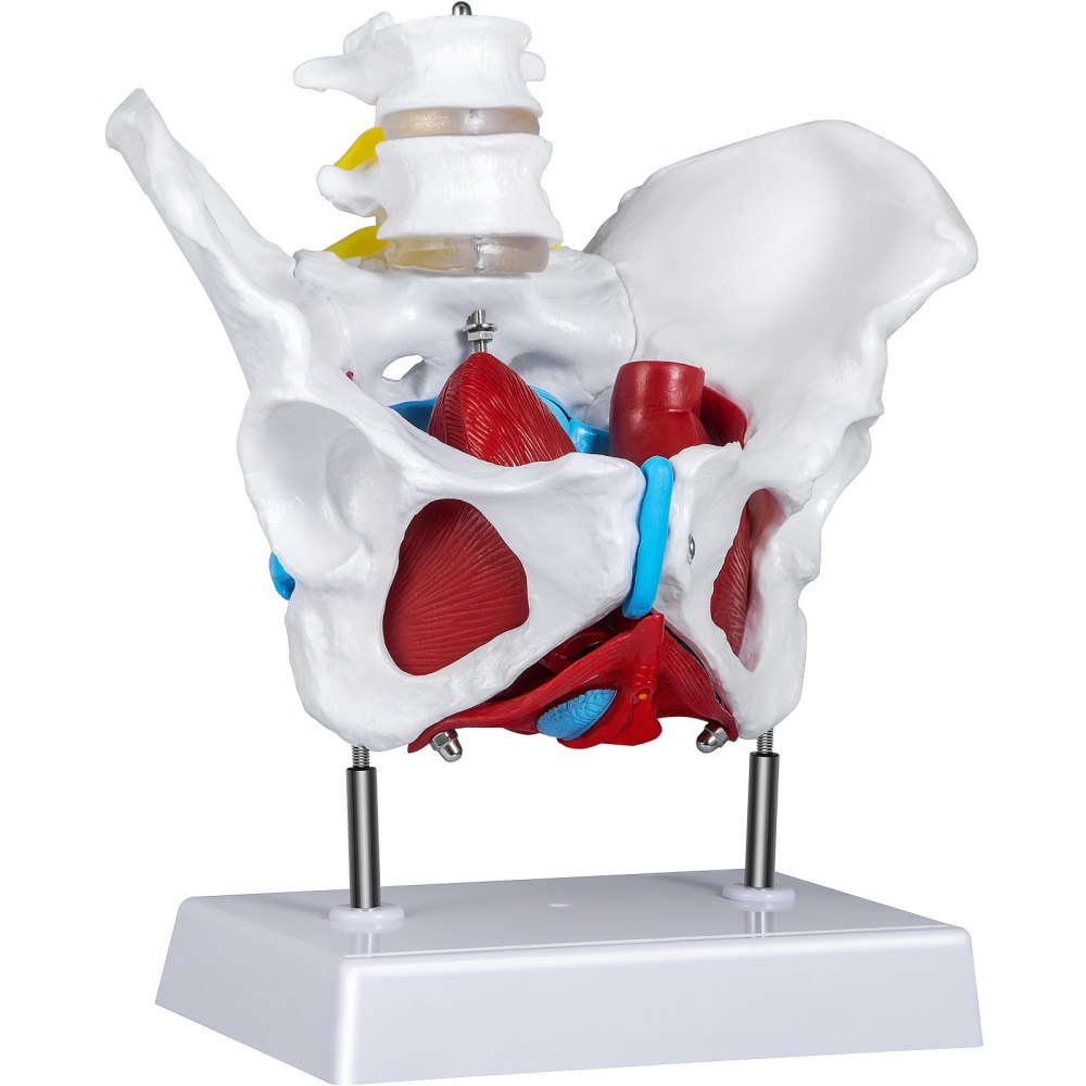 Model de podea pelvină VEVOR, model de anatomie științifică, pelvis feminin colorat cu 4 părți detașabile, mușchi și organe de reproducere a podelei pelvine, model pelvin feminin cu mușchi, model de pelvis mărime naturală