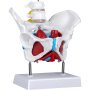 VEVOR bäckenbottenmodell, modell för vetenskaplig anatomi, färgat kvinnligt bäcken med 4 avtagbara delar, bäckenbottenmuskler och reproduktionsorgan, bäckenmodell kvinnligt med muskler, bäckenmodell i naturlig storlek