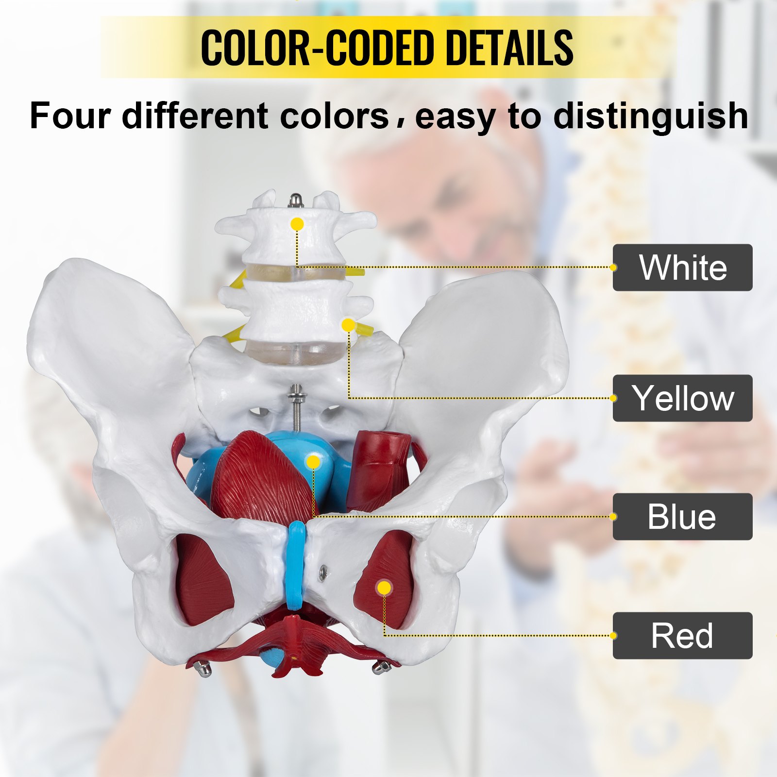 VEVOR Pelvic Floor Model, Scientific Anatomy Model, Colored Female Pelvis with 4 Removable Parts, Pelvic Floor Muscles and Reproductive Organs, Pelvic Model Female with Muscles, Life Size Pelvis Model