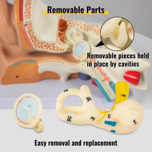 VEVOR Human Ear Anatomy Model, 5 Times Enlarged Human Ear Model, PVC Plastic Anatomical Ear Model for Education, Human Ear Anatomy Displaying Outer, Middle, Inner Ear with Base, 3pcs (2 Removable)