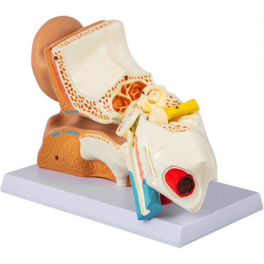VEVOR human ear anatomy model showcasing detailed ear structure on a gray base.
