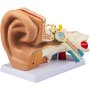 VEVOR Anatomický model lidského ucha, 5krát zvětšený model lidského ucha, PVC plastový model anatomického ucha pro vzdělávání, anatomie lidského ucha zobrazující vnější, střední, vnitřní ucho se základnou, 3ks (2 odnímatelné)