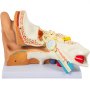 VEVOR human ear anatomy model showcasing detailed internal ear structures.