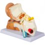 VEVOR human ear anatomy model showcasing detailed ear structure on a gray base.