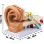 anatomical VEVOR human ear anatomy model with labeled parts and dimensions.
