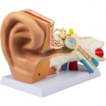 VEVOR menneskelig øre anatomi modell, 5 ganger forstørret menneske øre modell, PVC plast anatomisk øre modell for utdanning, menneskelig øre anatomi viser ytre øre, mellomøre, indre øre med base, 3 stk (2 avtakbare)