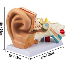 VEVOR Modelo de anatomía del oído humano, modelo de oído humano 5 veces ampliado, modelo de oído anatómico de plástico PVC para educación, anatomía del oído humano que muestra el oído externo, medio, interno con base, 3 piezas (2 extraíbles)