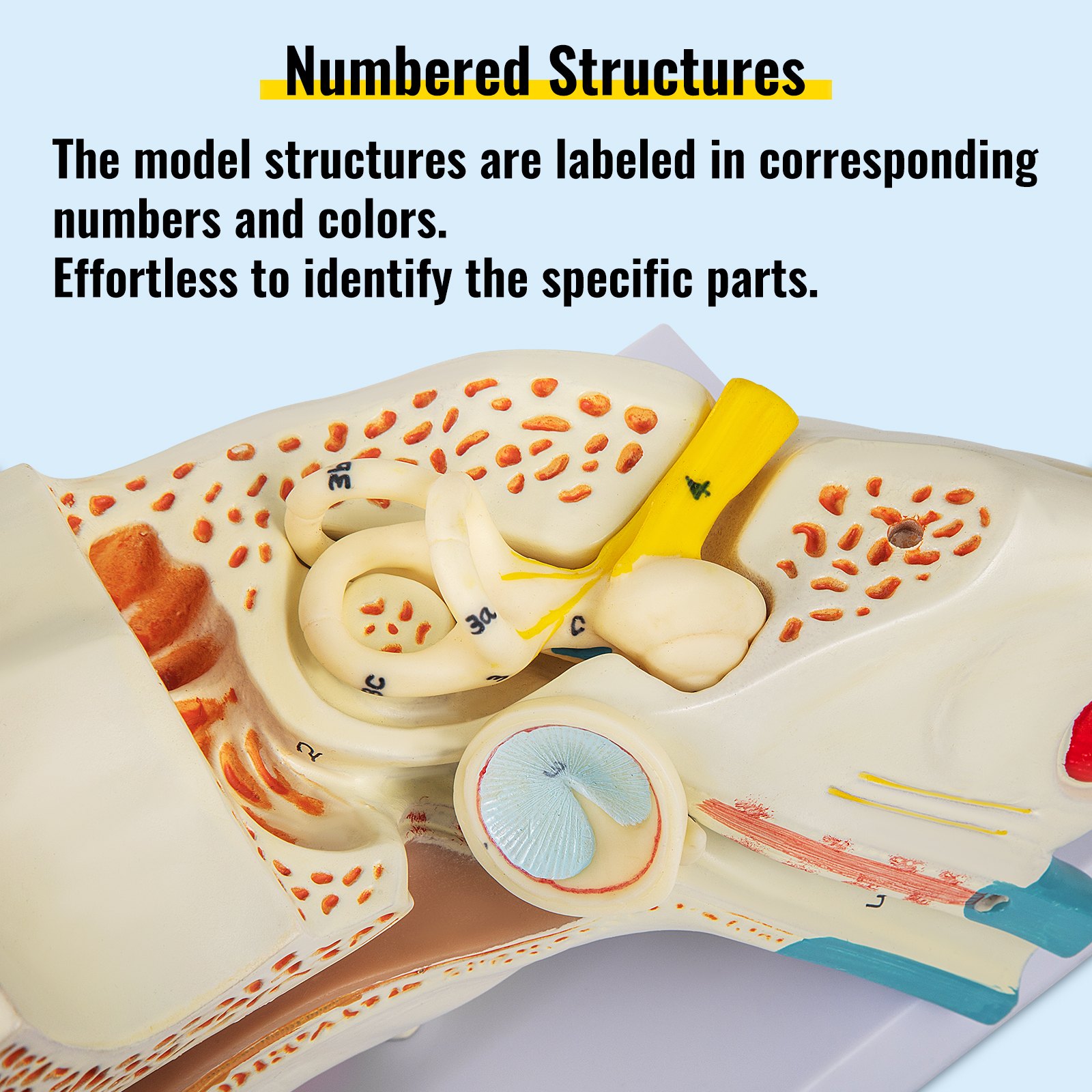 VEVOR human ear anatomy model with numbered structures and color-coded parts.