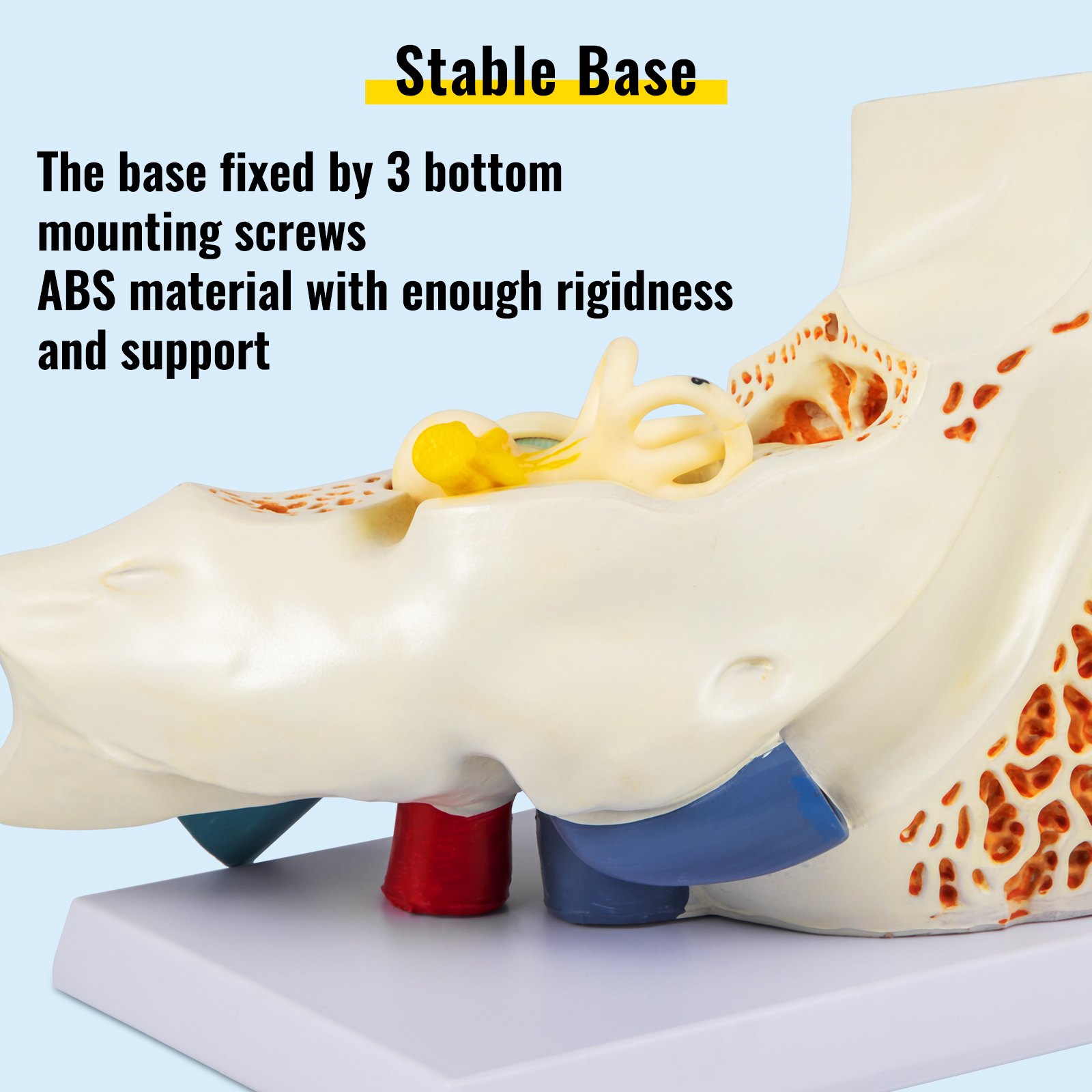 VEVOR human ear anatomy model with abs base and mounting screws for stability
