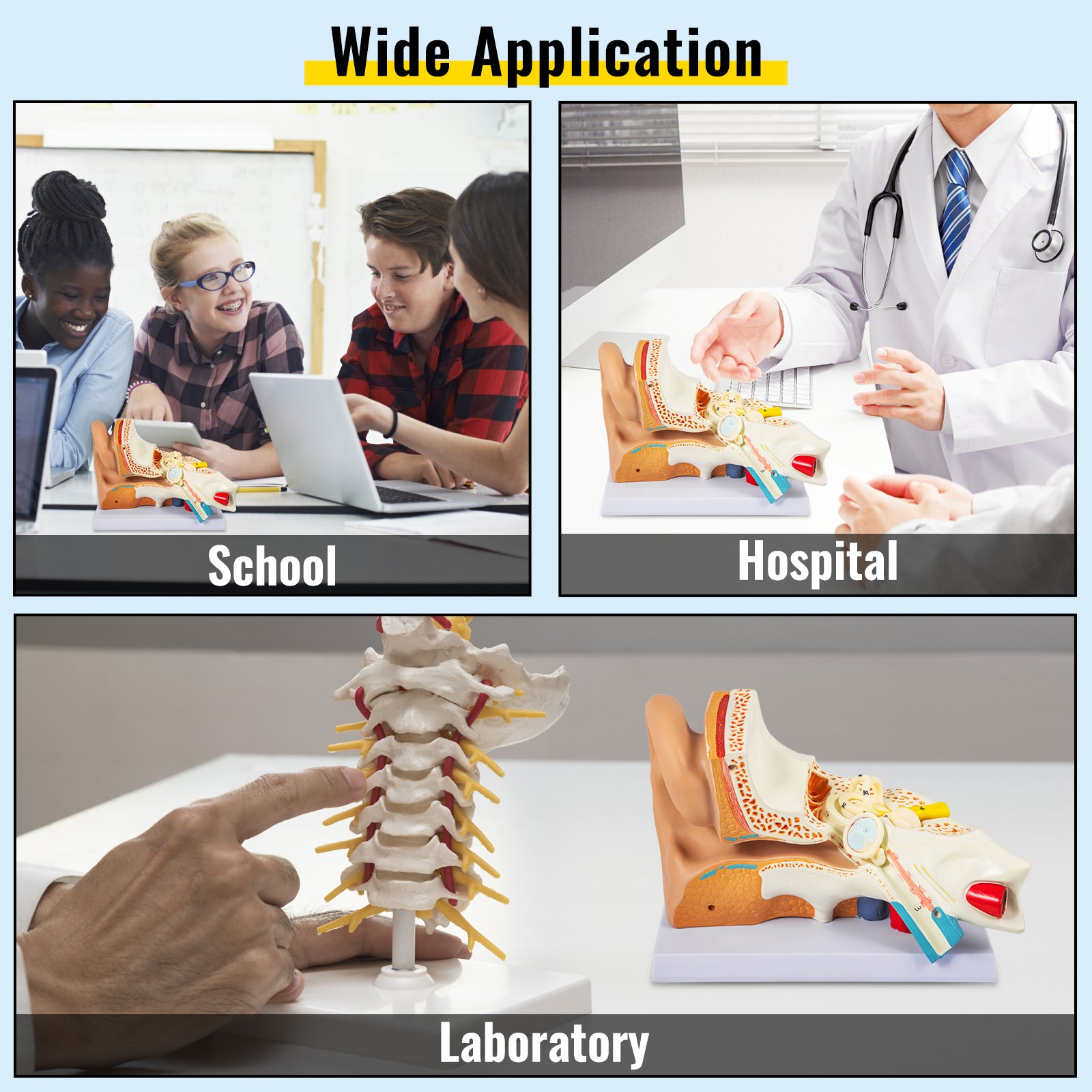VEVOR human ear anatomy model in school, hospital, and laboratory settings.