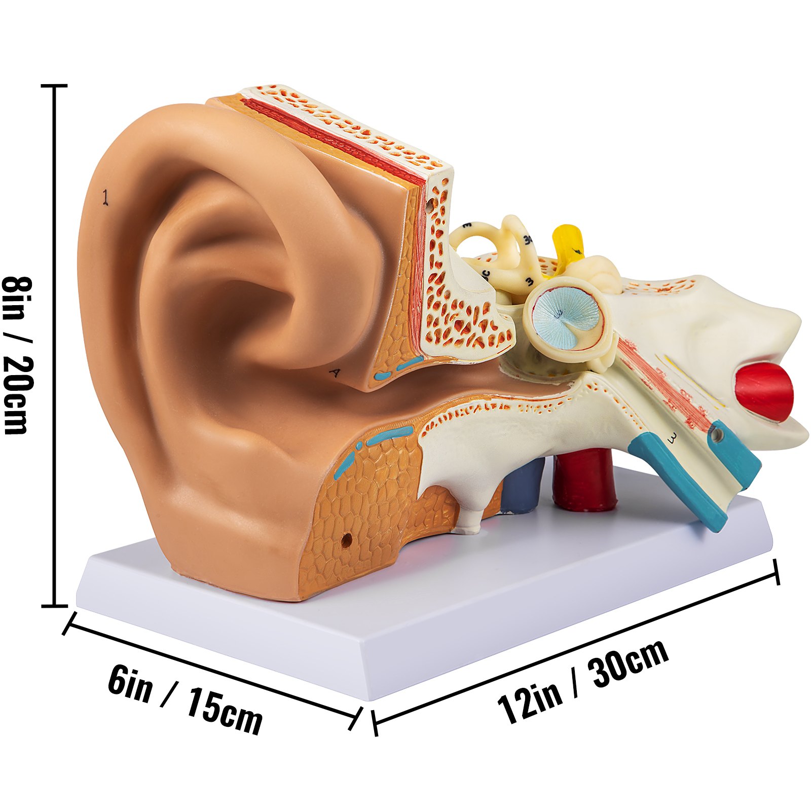 anatomical VEVOR human ear anatomy model with labeled parts and dimensions.