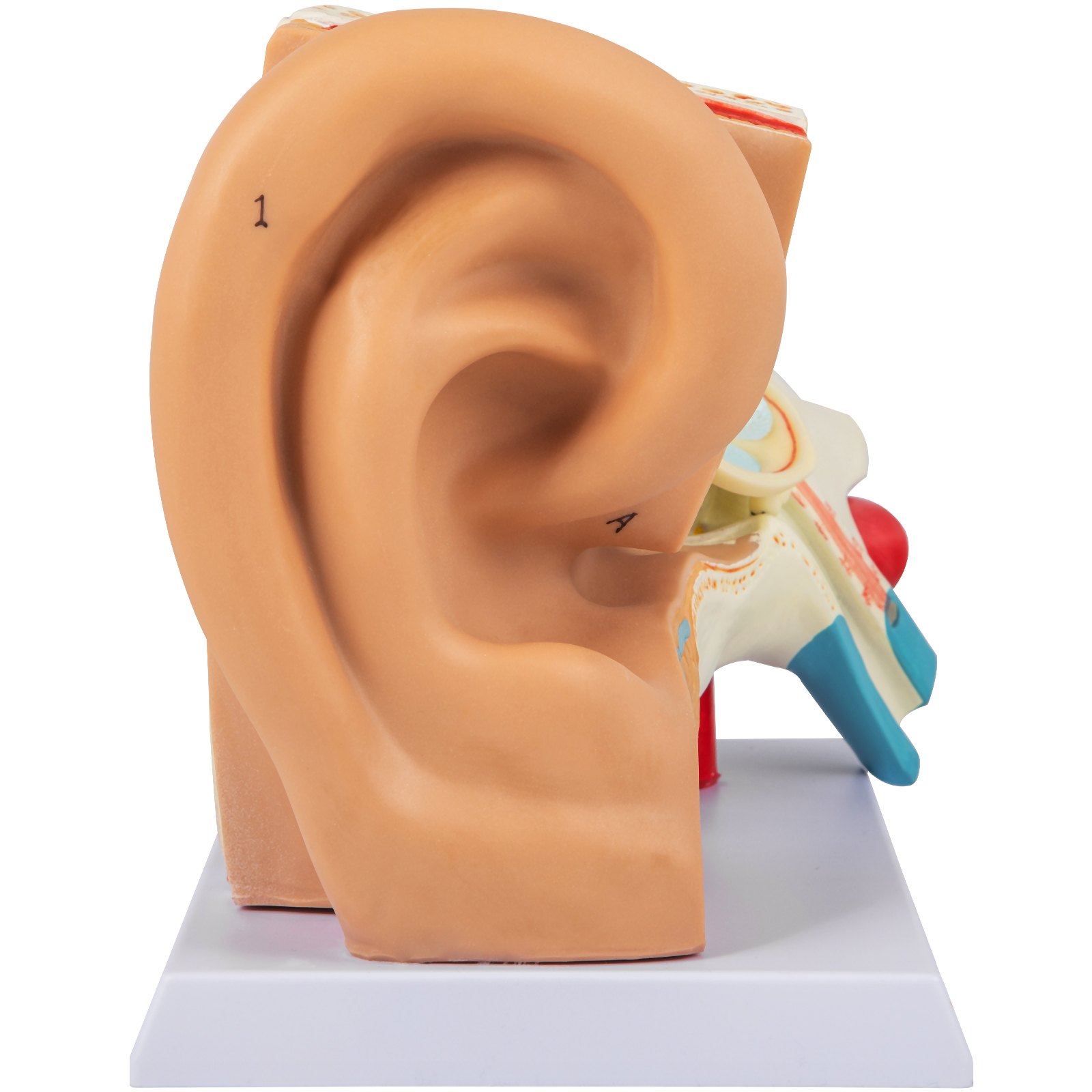 VEVOR human ear anatomy model on white base, showing inner ear structure.