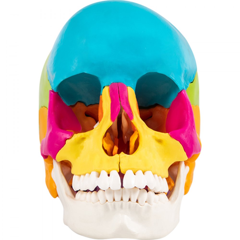 VEVOR Human Skull Model, 22 Parts Human Skull Anatomy, Life-Size Painted Human Skull Model, PVC Medical Anatomical Skull, Detachable Learning Skull, for Medical Teaching, Researching and Learning