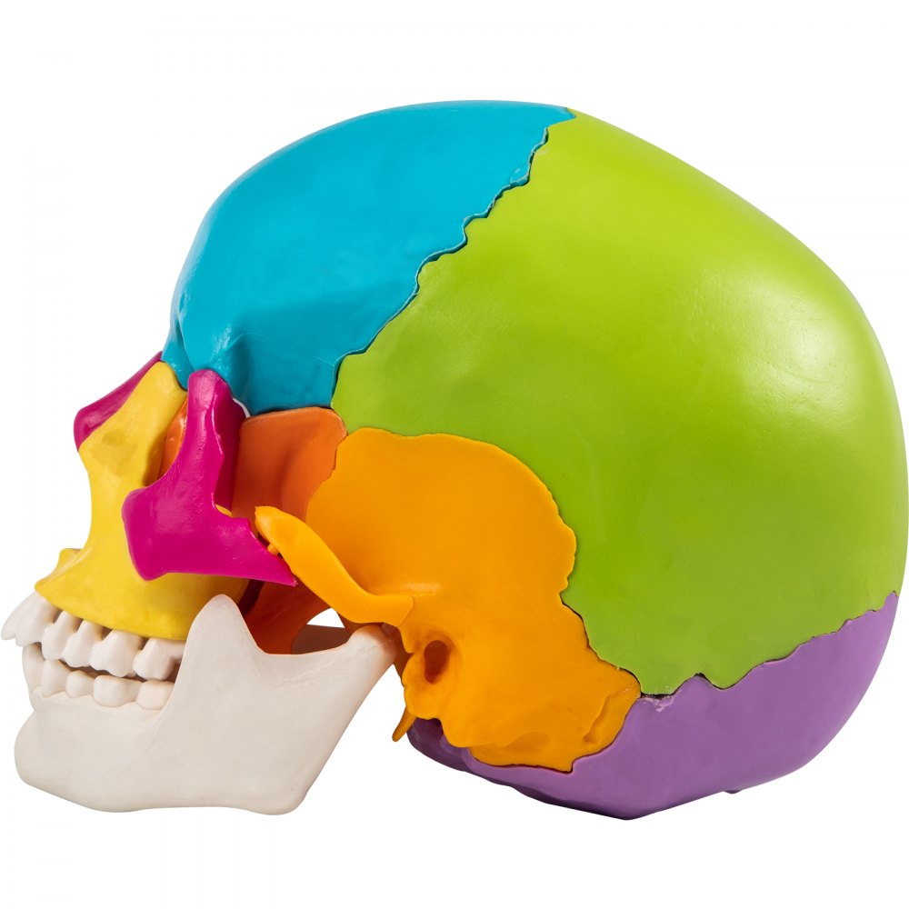 VEVOR Human Skull Model, 22 Parts Human Skull Anatomy, Life-Size Painted Human Skull Model, PVC Medical Anatomical Skull, Detachable Learning Skull, for Medical Teaching, Researching and Learning