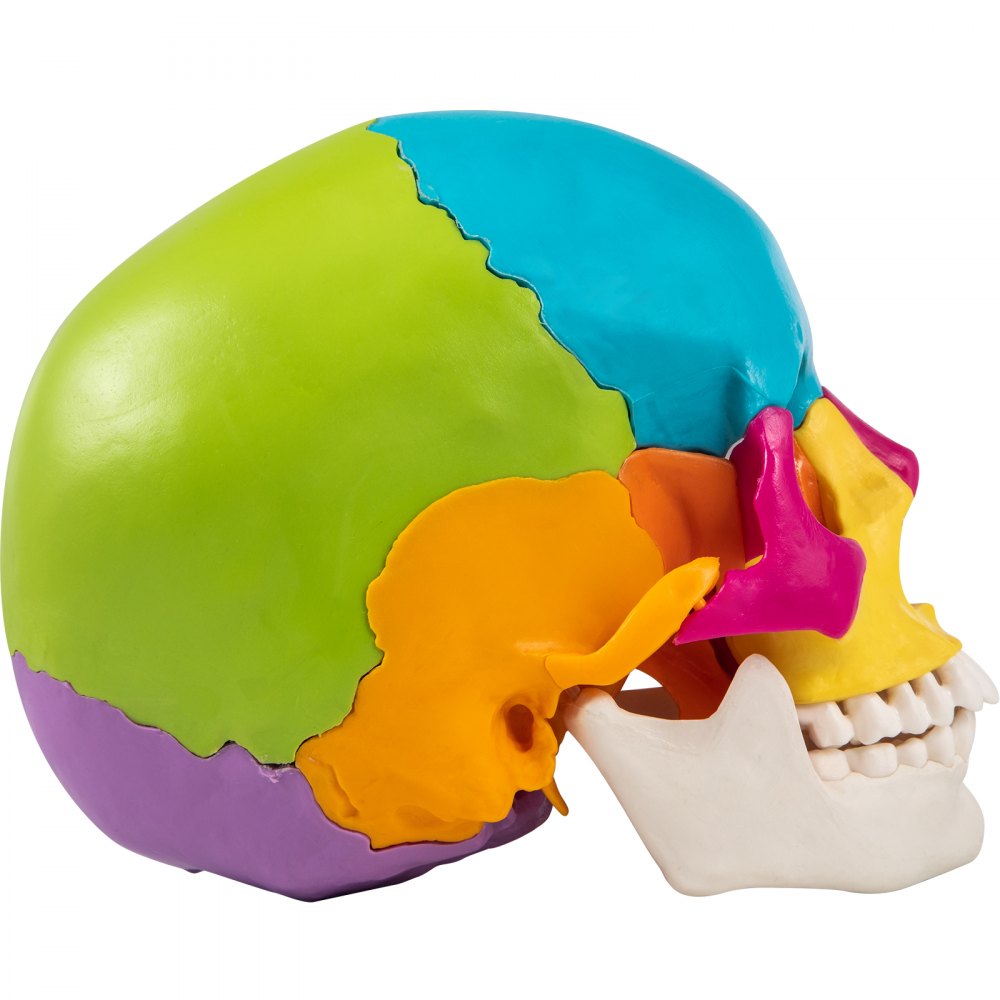VEVOR Human Skull Model, 22 Parts Human Skull Anatomy, Life-Size Painted Human Skull Model, PVC Medical Anatomical Skull, Detachable Learning Skull, for Medical Teaching, Researching and Learning