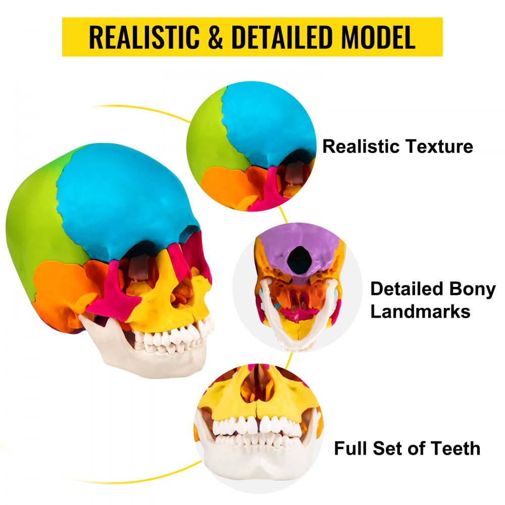 VEVOR Human Skull Model, 22 Parts Human Skull Anatomy, Life-Size Painted Human Skull Model, PVC Medical Anatomical Skull, Detachable Learning Skull, for Medical Teaching, Researching and Learning