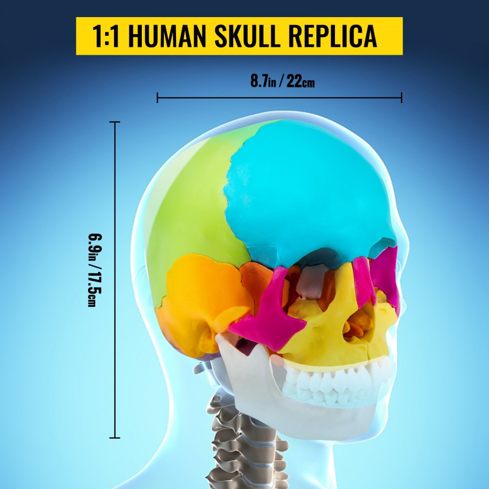 VEVOR Human Skull Model, 22 Parts Human Skull Anatomy, Life-Size Painted Human Skull Model, PVC Medical Anatomical Skull, Detachable Learning Skull, for Medical Teaching, Researching and Learning
