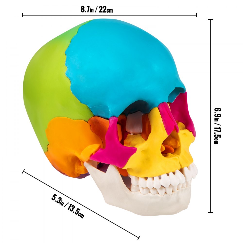 VEVOR Human Skull Model, 22 Parts Human Skull Anatomy, Life-Size Painted Human Skull Model, PVC Medical Anatomical Skull, Detachable Learning Skull, for Medical Teaching, Researching and Learning