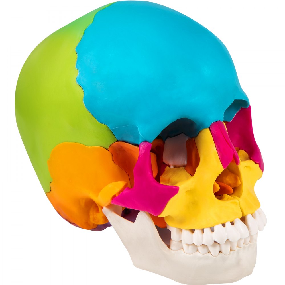 VEVOR Human Skull Model, 22 Parts Human Skull Anatomy, Life-Size Painted Human Skull Model, PVC Medical Anatomical Skull, Detachable Learning Skull, for Medical Teaching, Researching and Learning