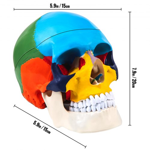VEVOR Human Skull Model, 8 Parts Brain Human Skull Anatomy, Life-Size Learning Skull with Brain, PVC Painted Human Skull Model, Labeled Anatomical Skull, for Medical Teaching, Researching and Learning