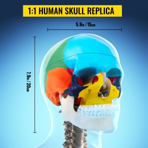 VEVOR Human Skull Model, 8 Parts Brain Human Skull Anatomy, Life-Size Learning Skull with Brain, PVC Painted Human Skull Model, Labeled Anatomical Skull, for Medical Teaching, Researching and Learning